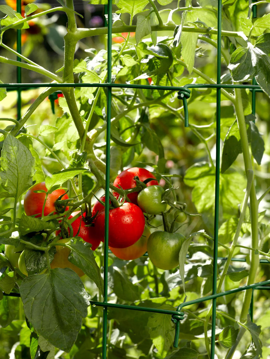 Tomato Cages, Set of 4