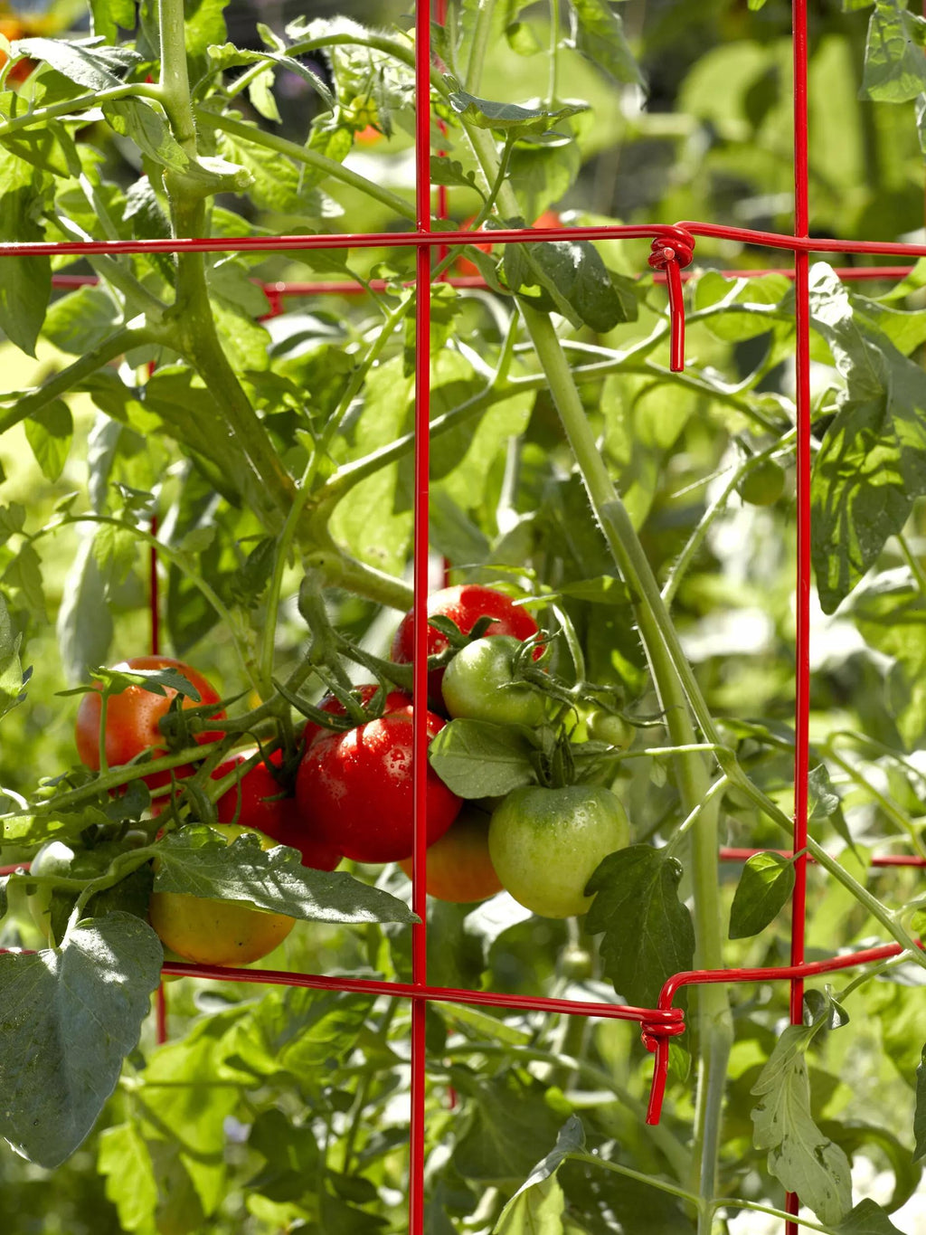 Tomato Cages, Set of 4