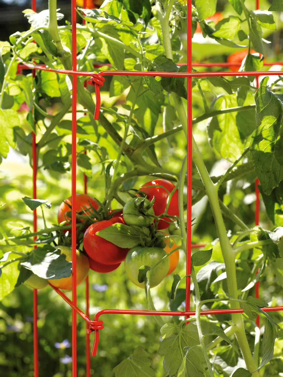 Tomato Towers, Set of 2