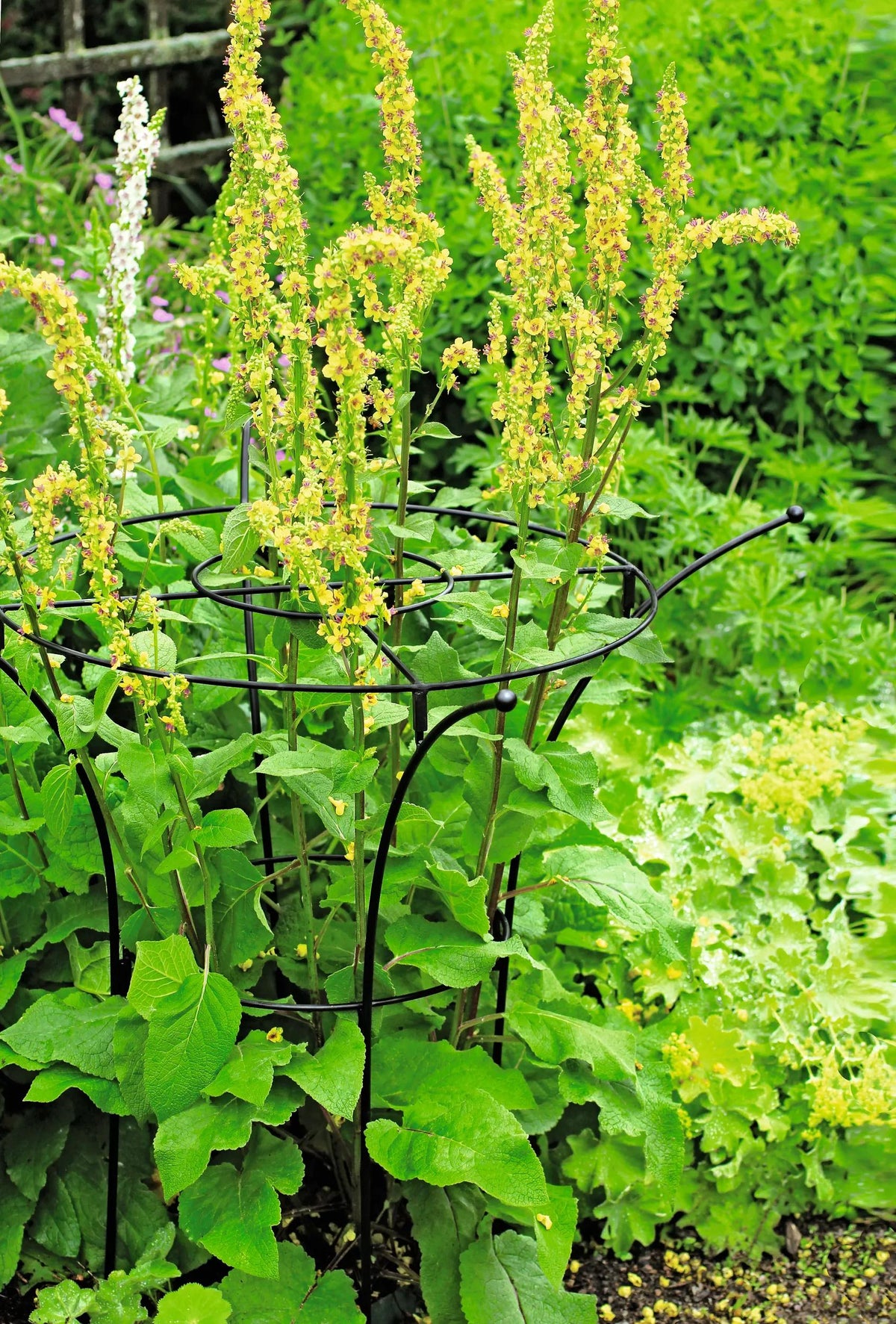 Essex™ Plant Supports
