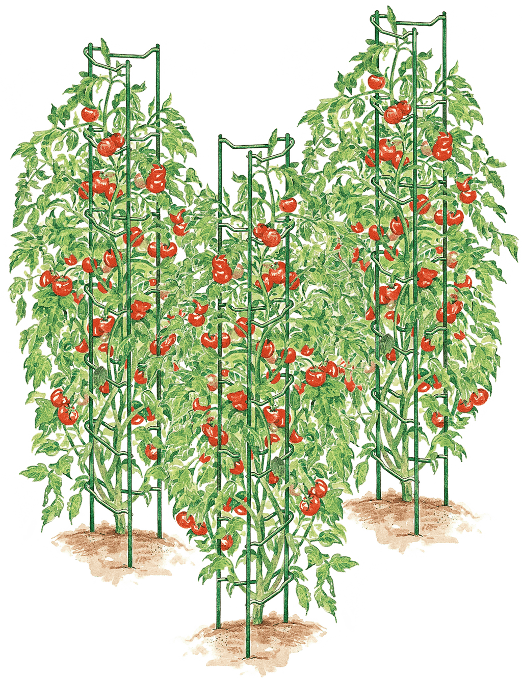 Tomato Ladders, Set of 3