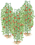 Tomato Ladders, Set of 3