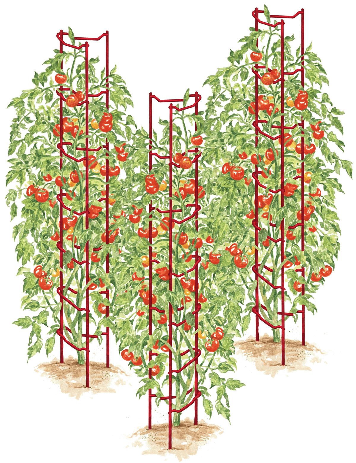 Tomato Ladders, Set of 3