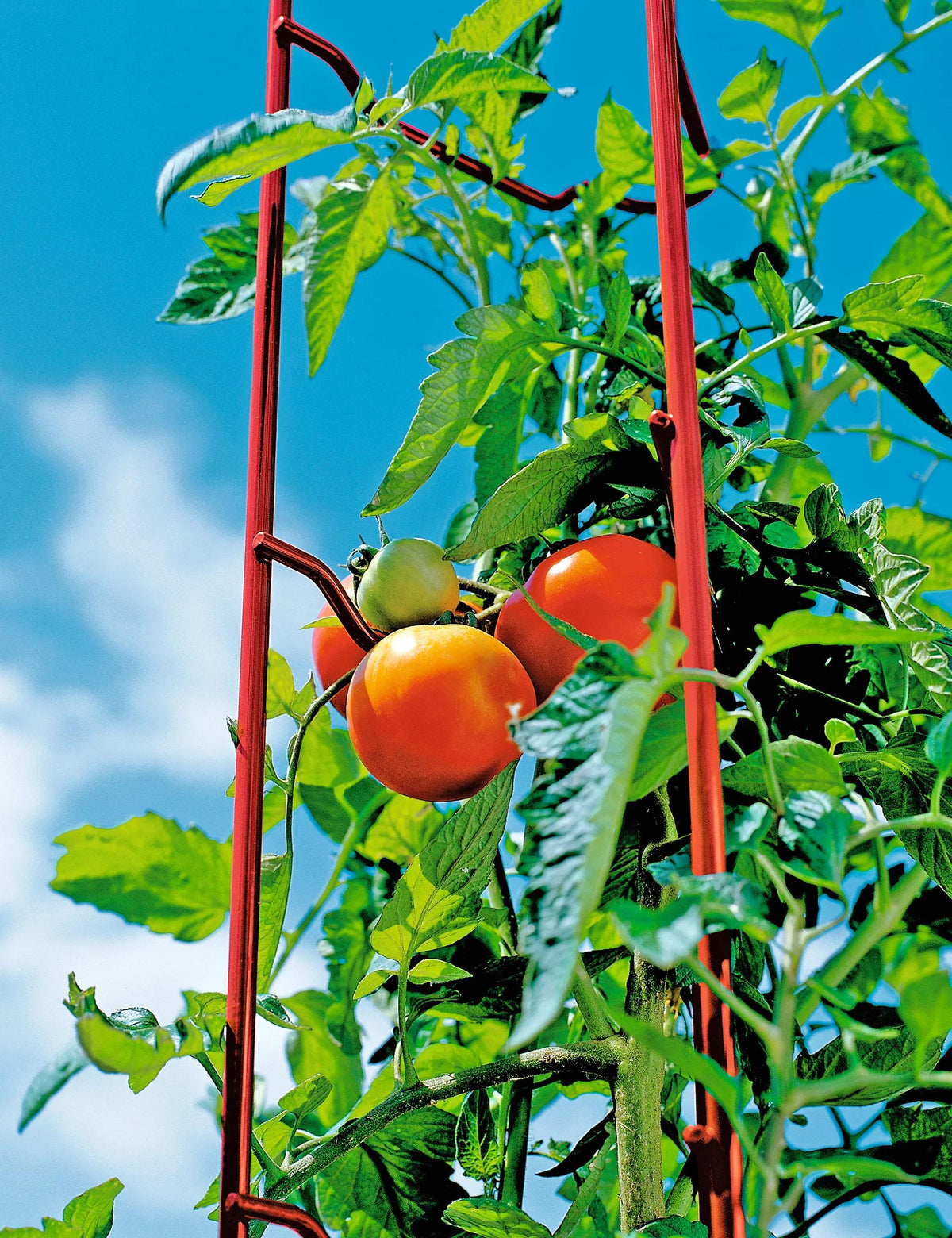 Tomato Ladders, Set of 3