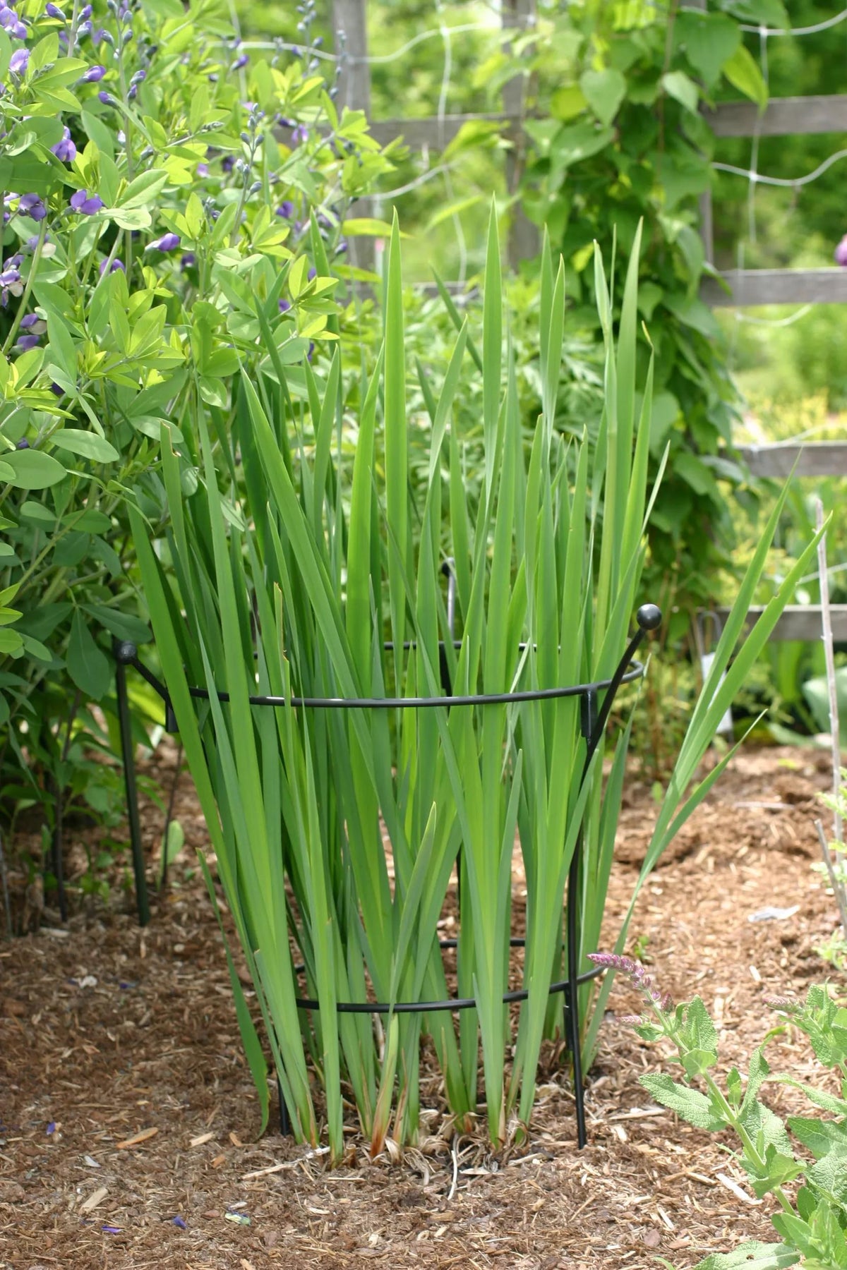 Essex™ Plant Supports