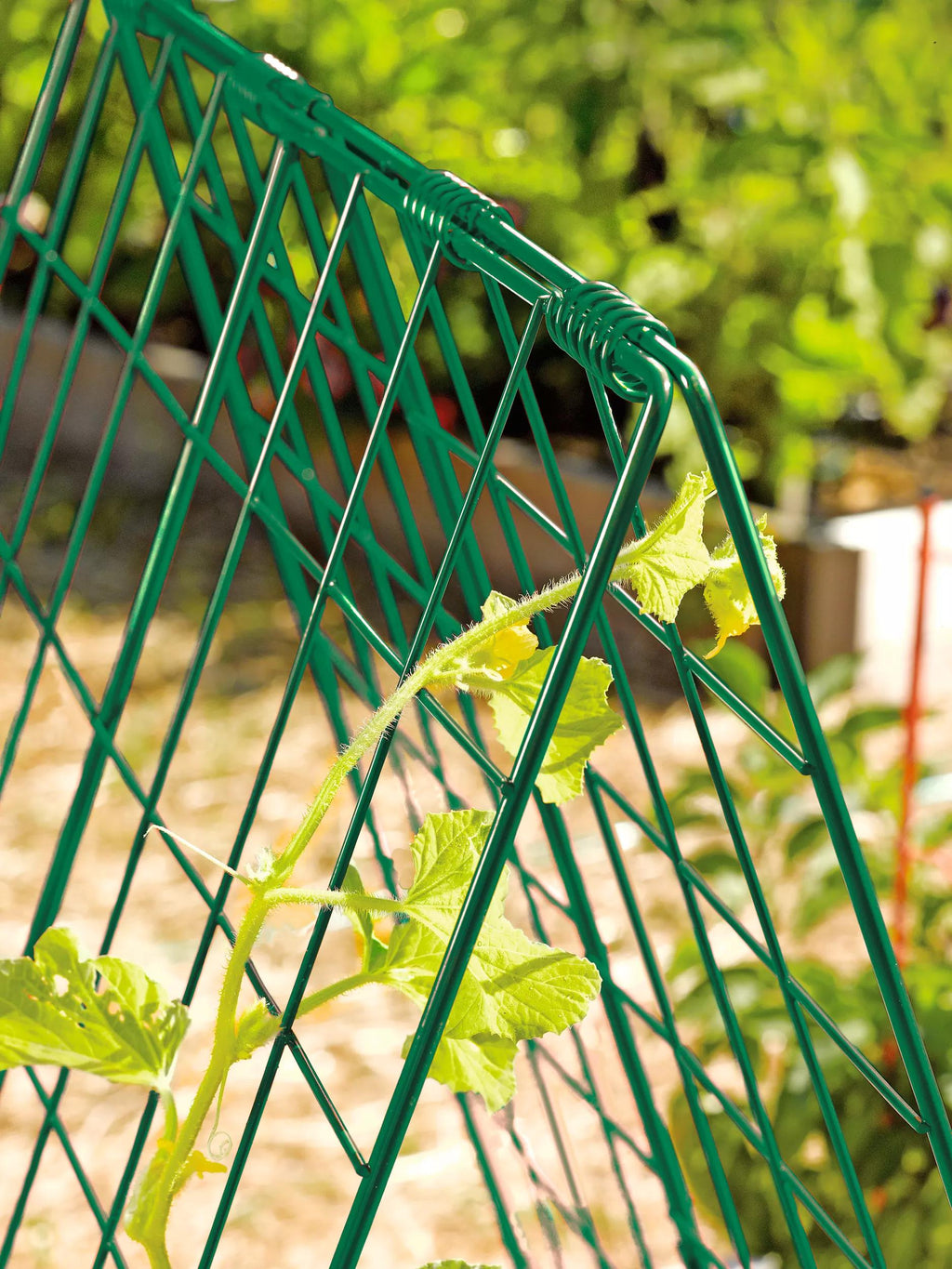 Deluxe Cucumber Trellis