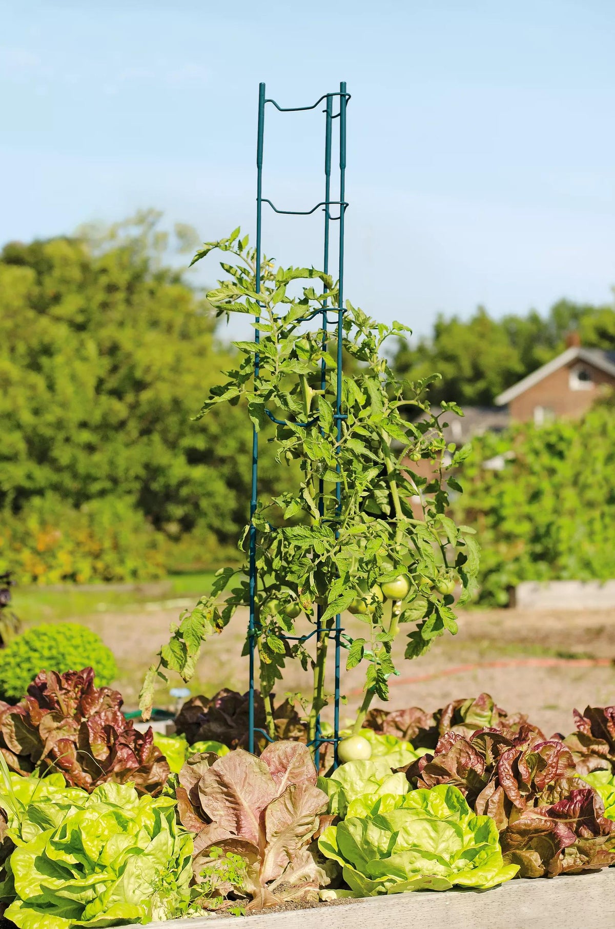 Stacking Tomato Ladders, Set of 6