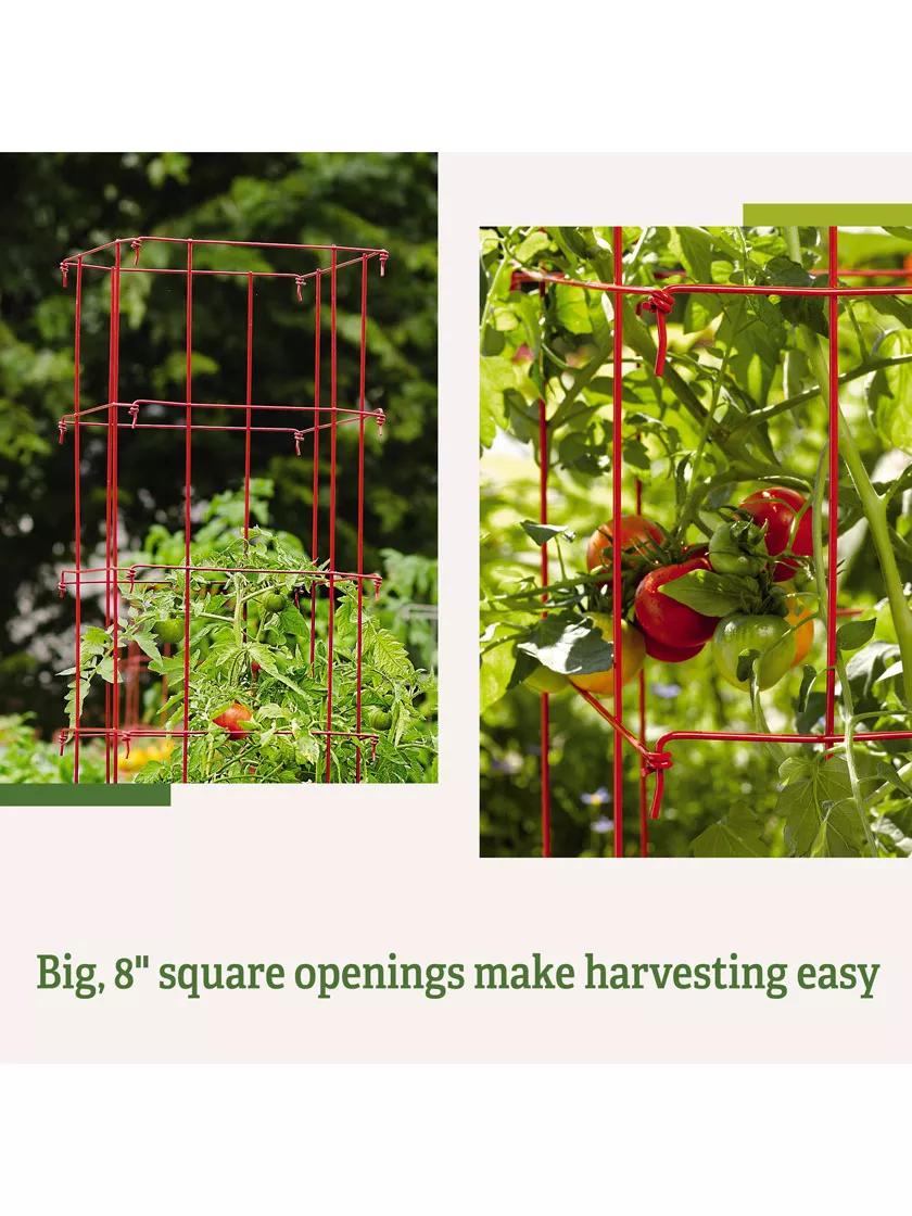 Tomato Cages, Set of 4
