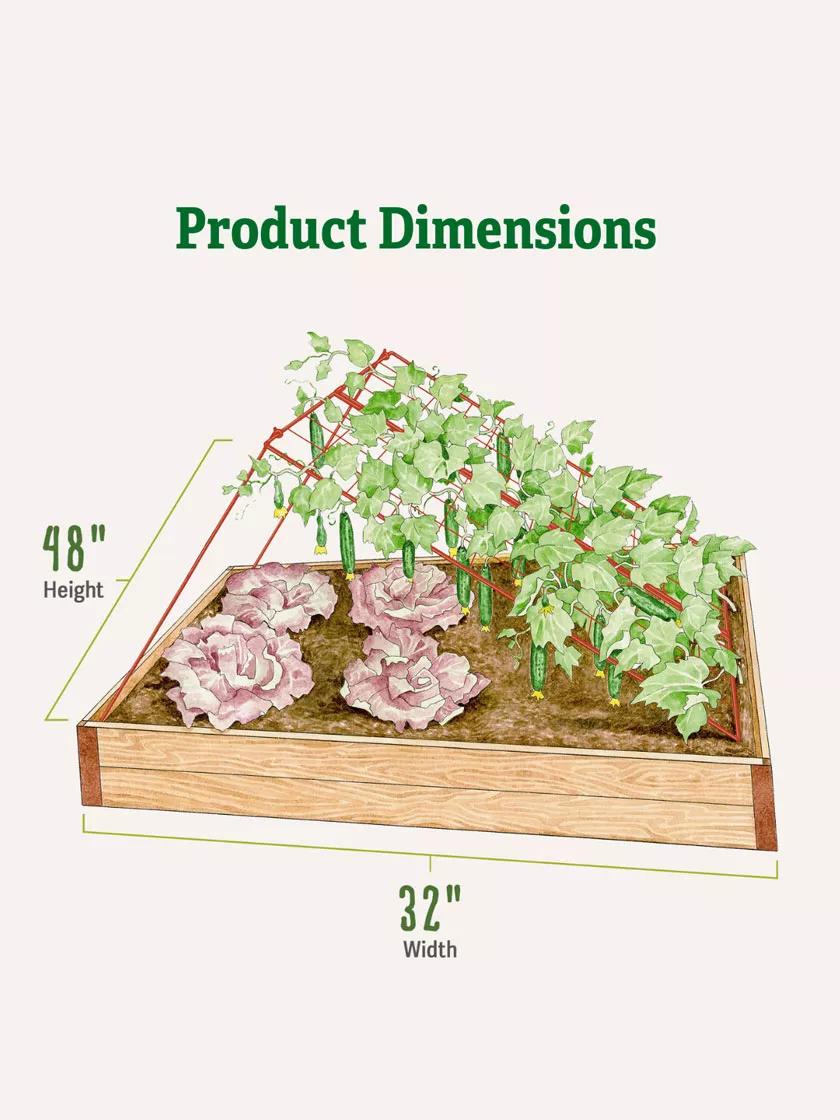 Medium Cucumber Trellis