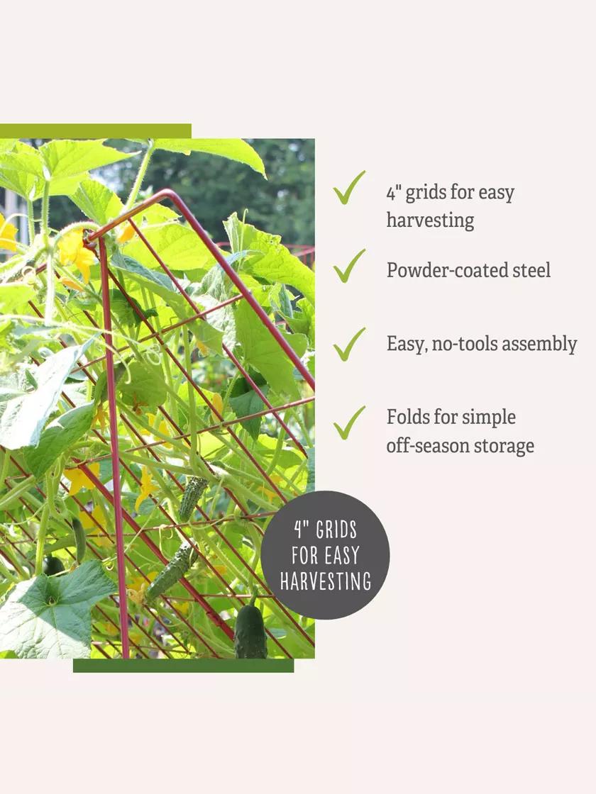 Medium Cucumber Trellis