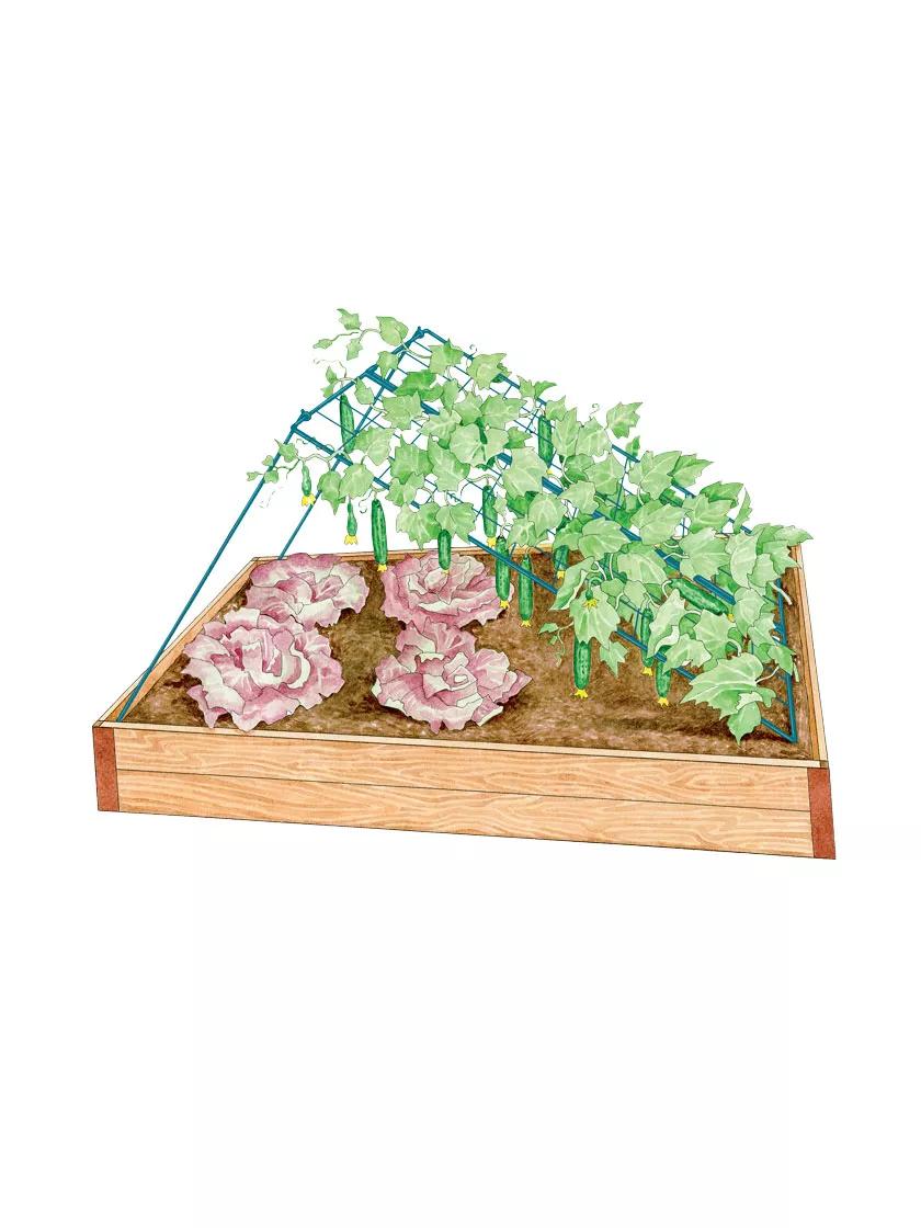 Medium Cucumber Trellis