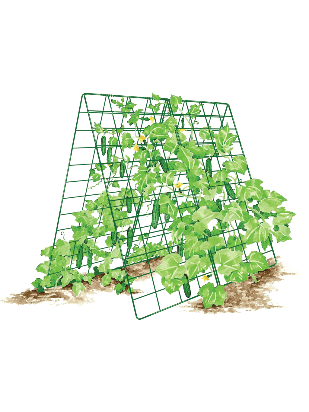 Deluxe Cucumber Trellis