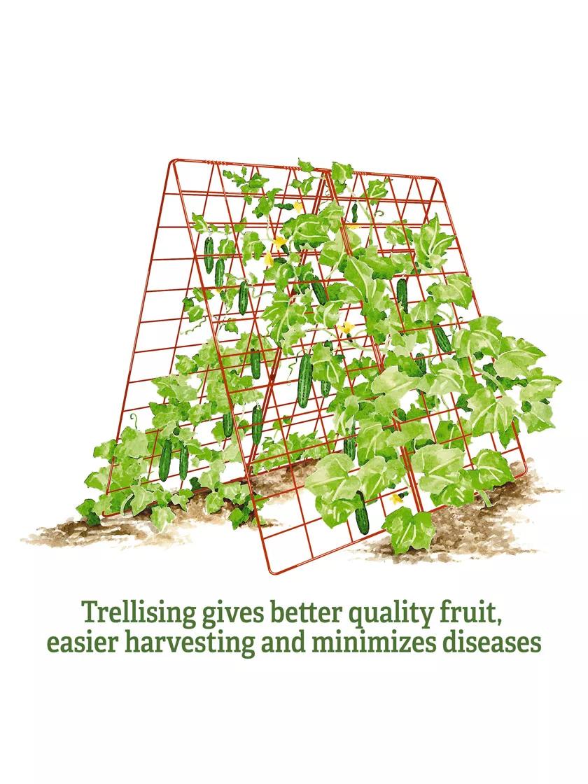 Deluxe Cucumber Trellis