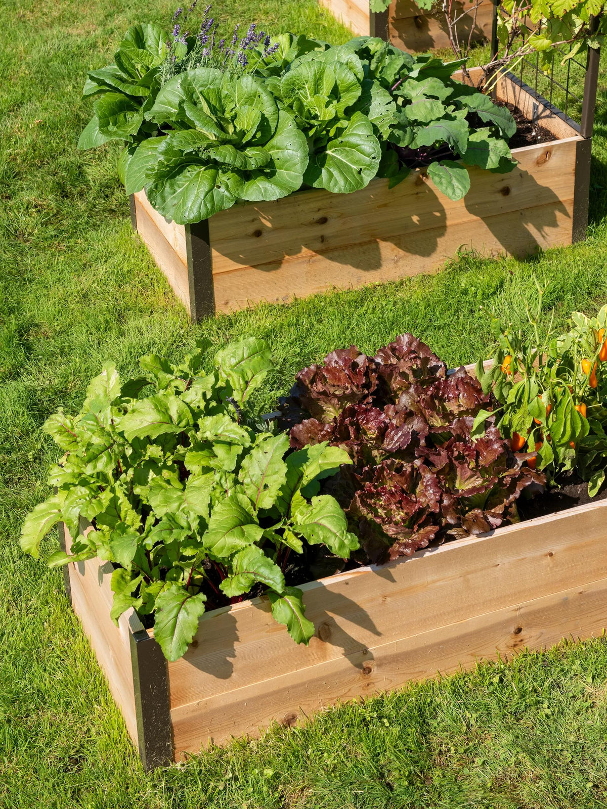 Deep Root™ Cedar Raised Beds, 2' Wide (14.5" D)