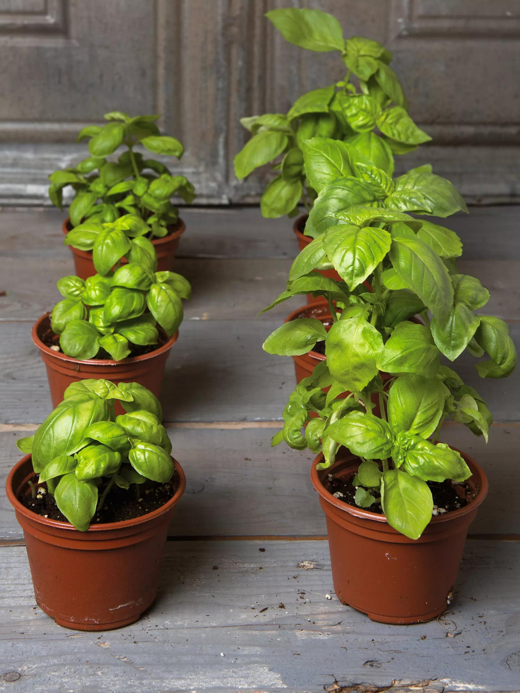 Self-Watering Potting Mix, 20 Qts.