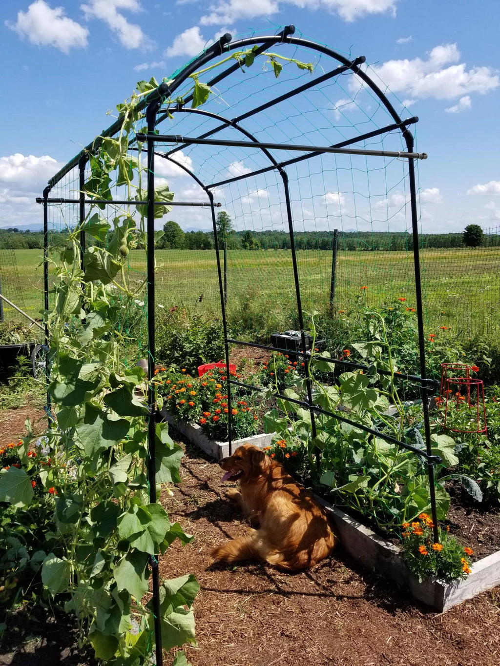 Titan™ Squash Tunnel
