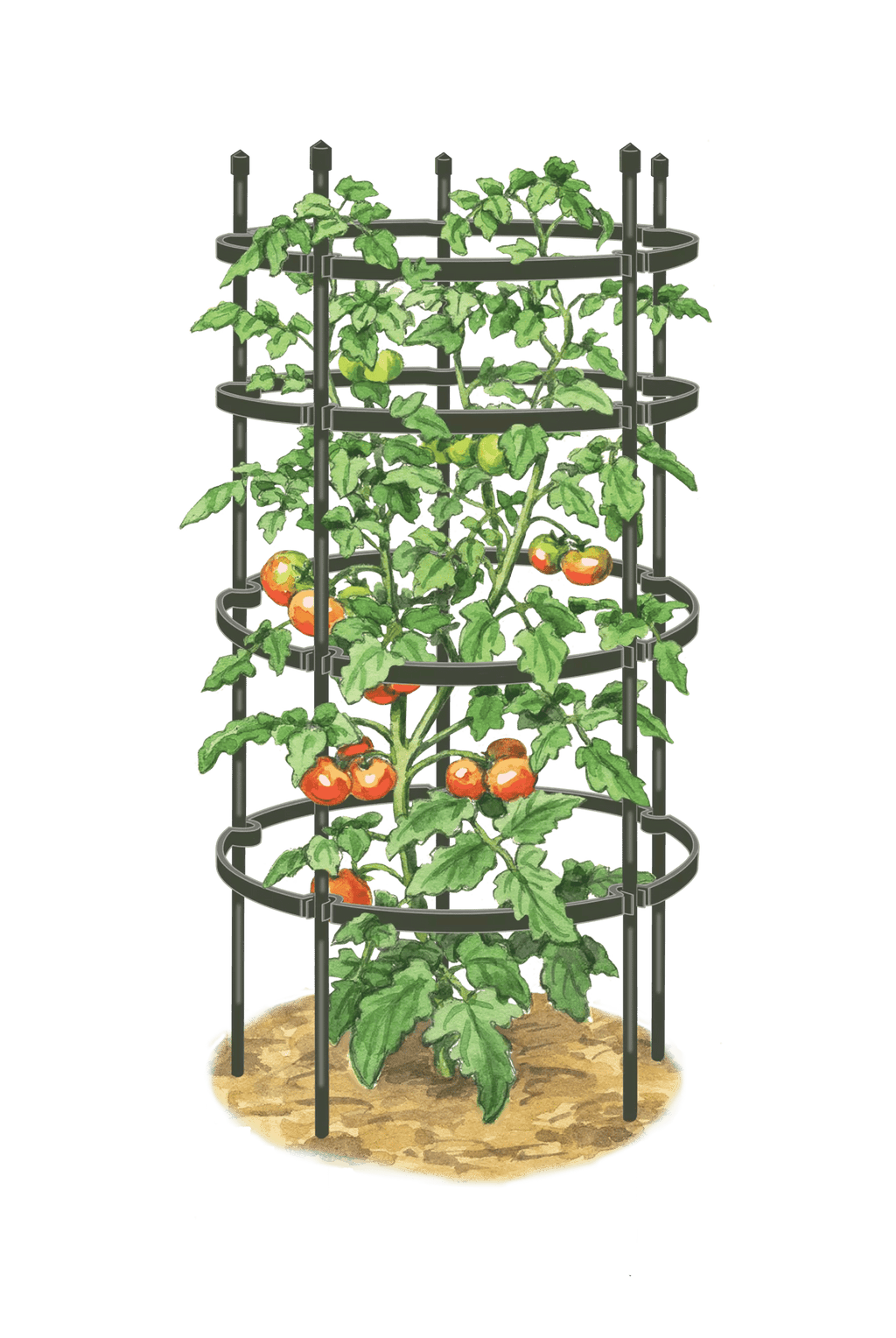 Titan™ Tomato Cages, Set of 3