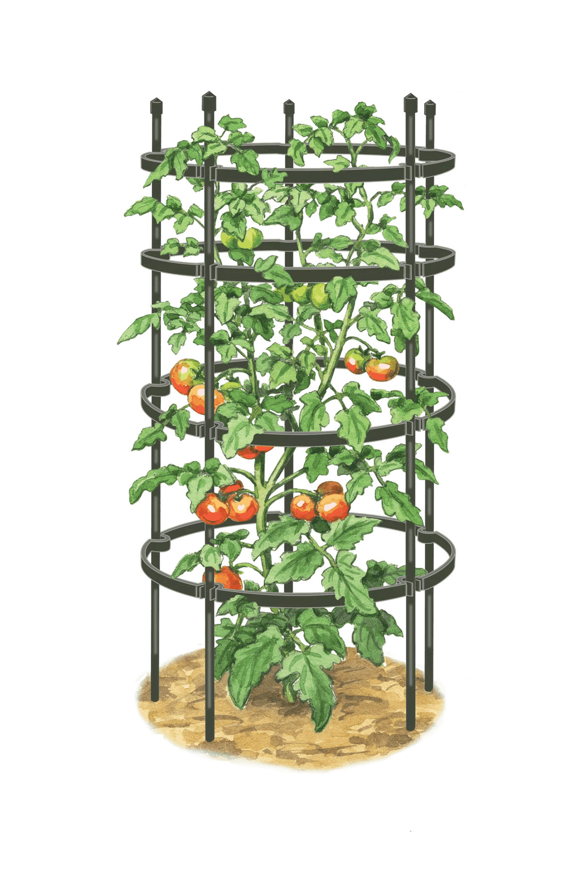 Titan™ Tomato Cages, Set of 3