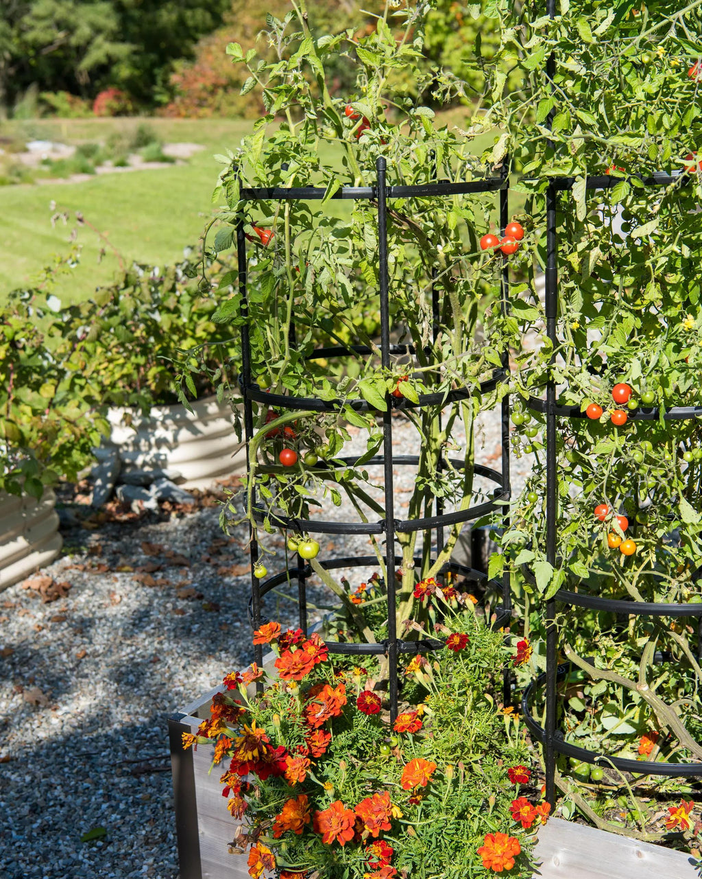Titan™ Tomato Cages, Set of 3