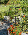 Titan™ Tomato Cages, Set of 3