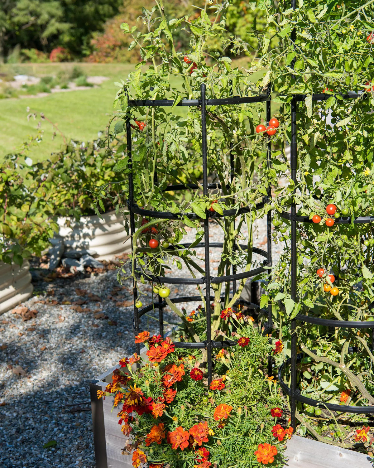 Titan™ Tomato Cages, Set of 3