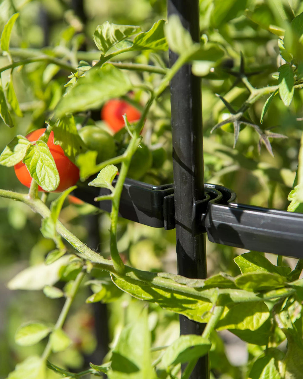 Titan™ Tomato Cages, Set of 3