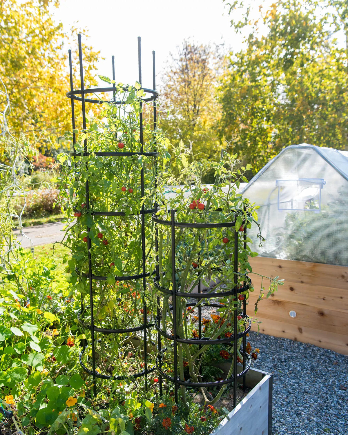 Titan™ Tomato Cages, Set of 3