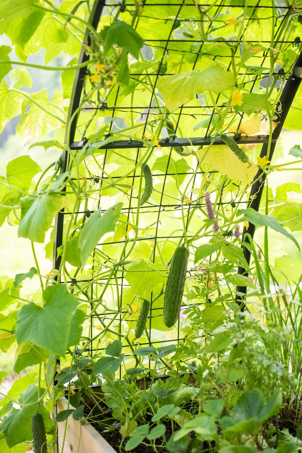 2' x 8' Arch Trellis for Planter Boxes