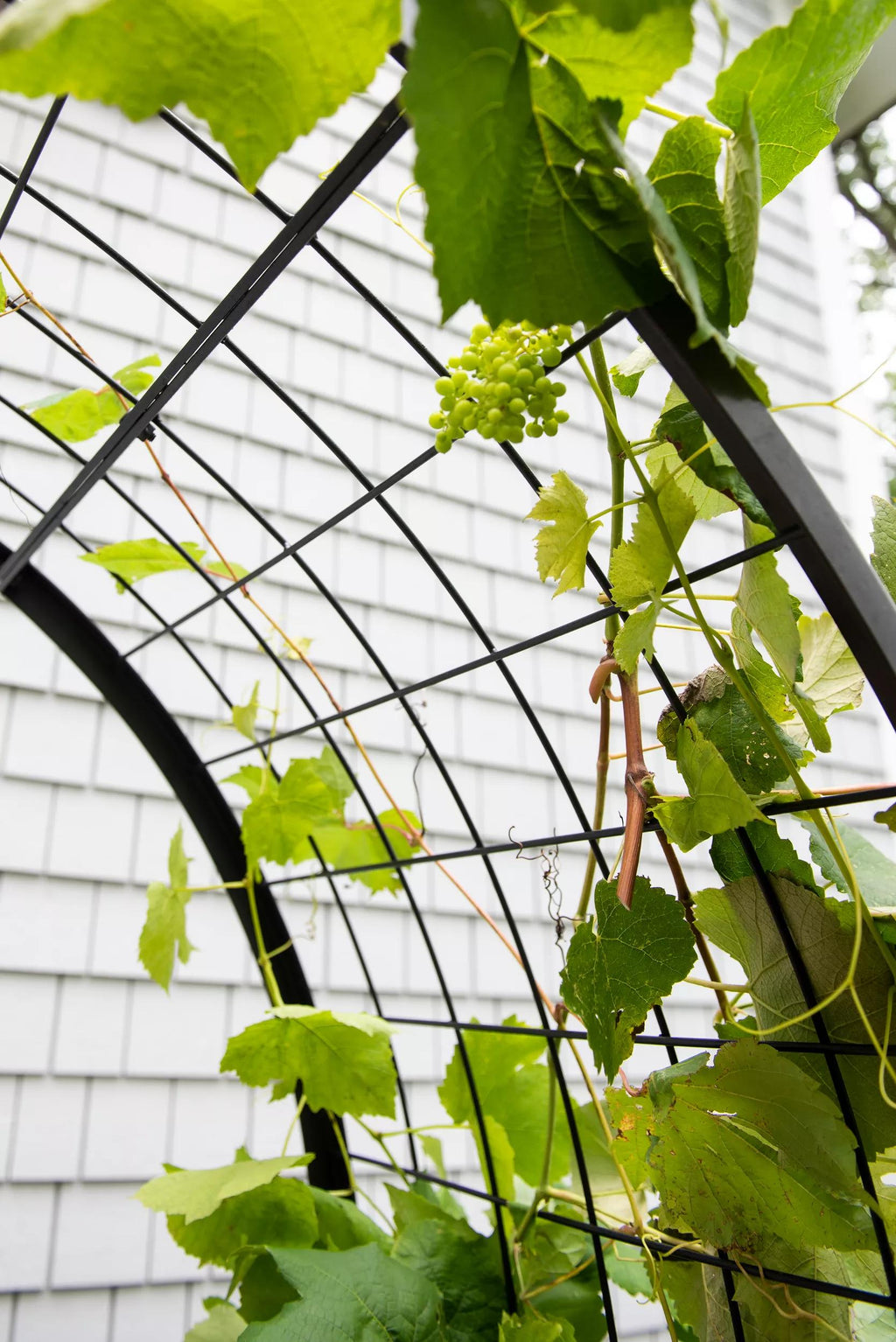 2' x 4' Arch Trellis for Planter Boxes
