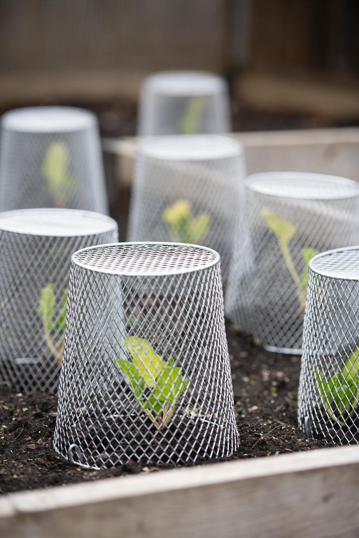 Seedling Cloche, Set of 10