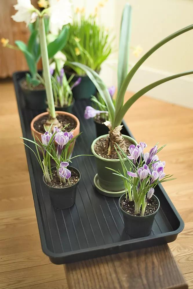 Large Boot Tray
