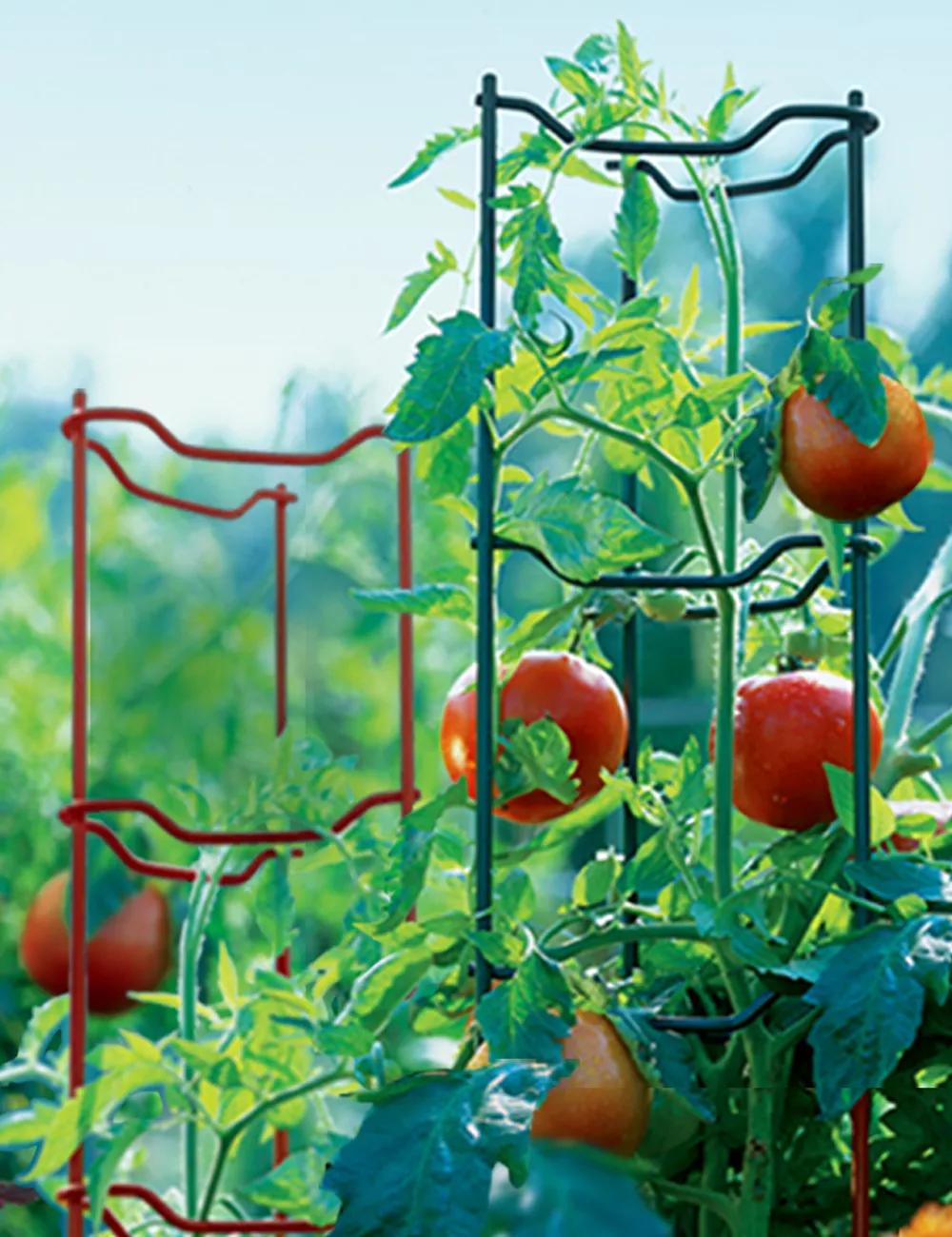 Tomato Ladders, Set of 3
