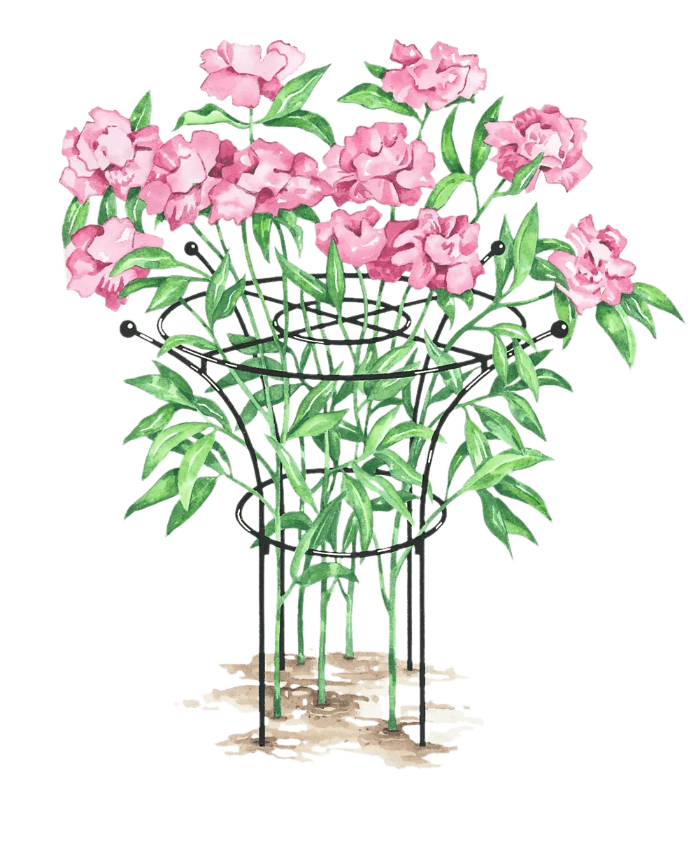 Essex™ Plant Supports