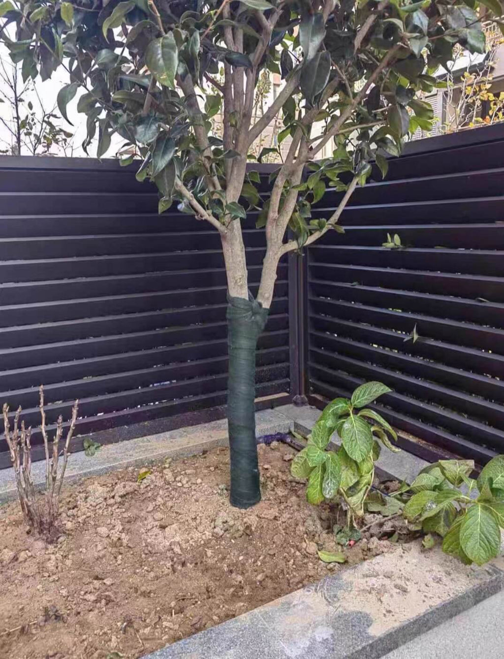 Breathable Tree Wrap for Winter – 3-Layer Trunk Protector | Cultiuana