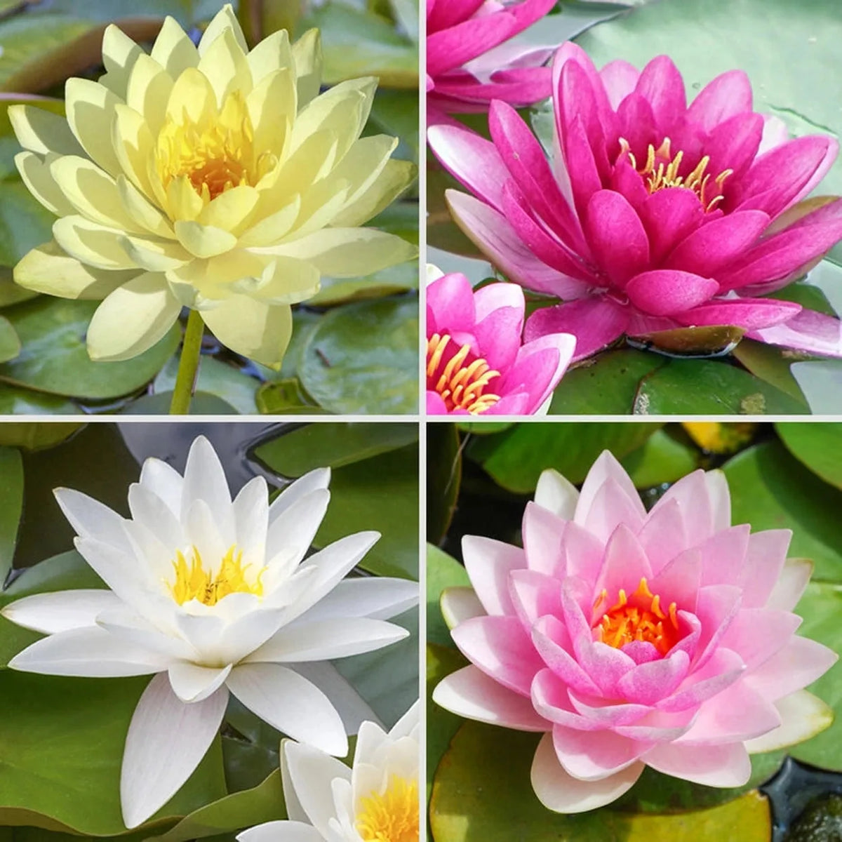 100 PCS Mixed Colors Water Planting Lotus Seeds Set