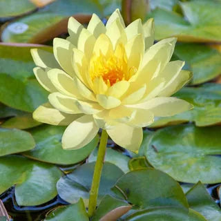 100 PCS Mixed Colors Water Planting Lotus Seeds Set
