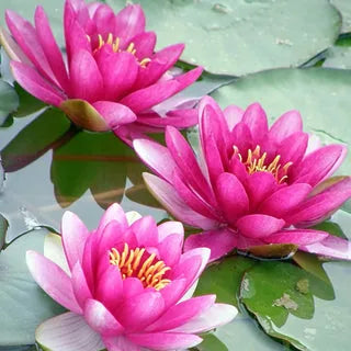 100 PCS Mixed Colors Water Planting Lotus Seeds Set