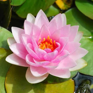 100 PCS Mixed Colors Water Planting Lotus Seeds Set