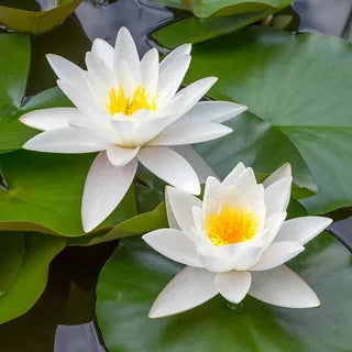 100 PCS Mixed Colors Water Planting Lotus Seeds Set