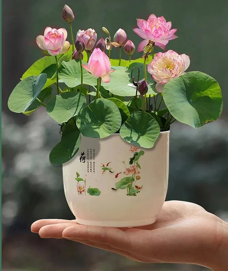 100 PCS Mixed Colors Water Planting Lotus Seeds Set