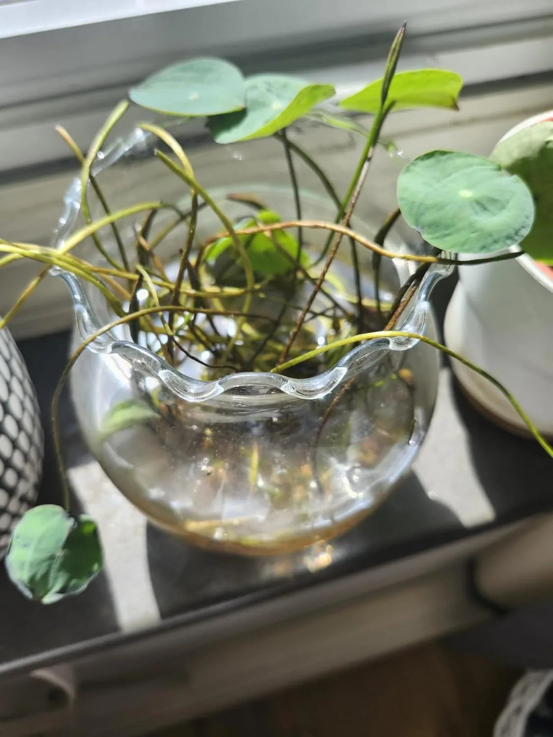 100 PCS Mixed Colors Water Planting Lotus Seeds Set