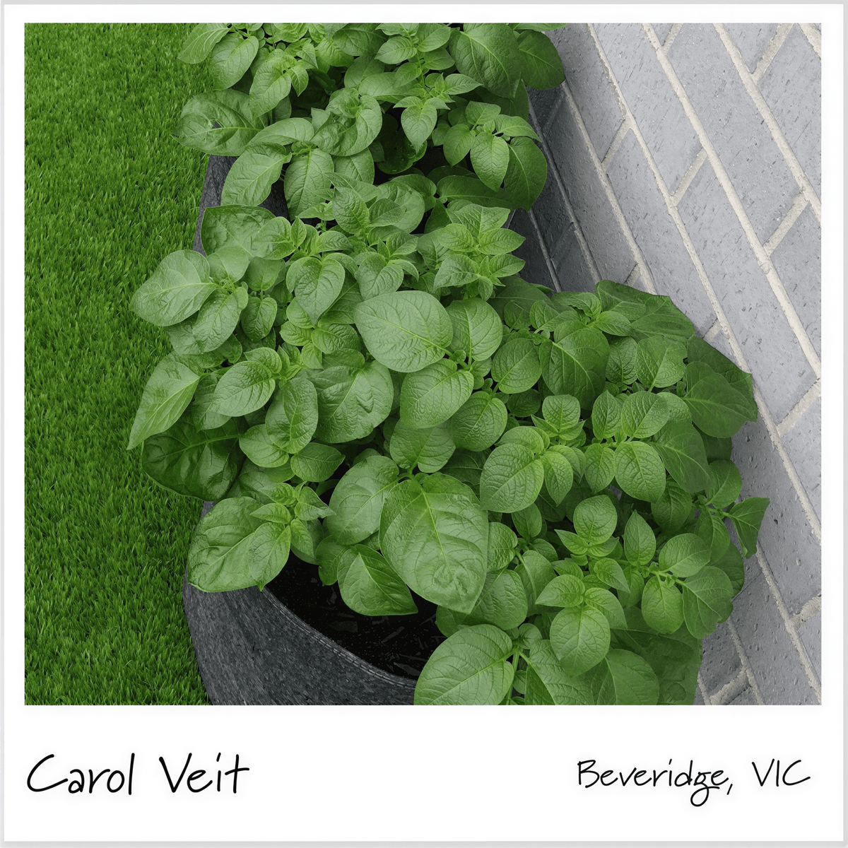 Gardener Potato Grow Bags - Reusable Heavy Duty Planter