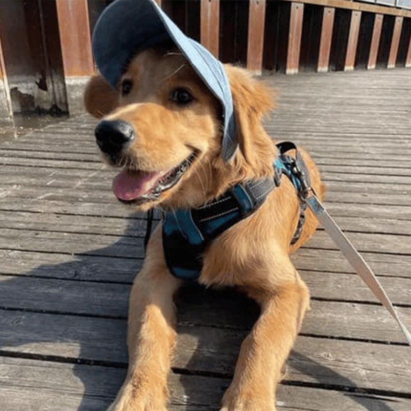 Maetiva | Dog hat