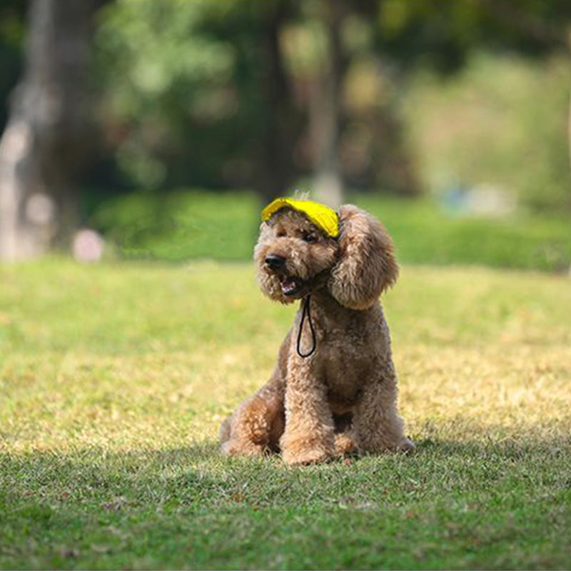 Maetiva | Dog hat