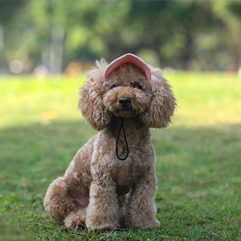 Maetiva | Dog hat