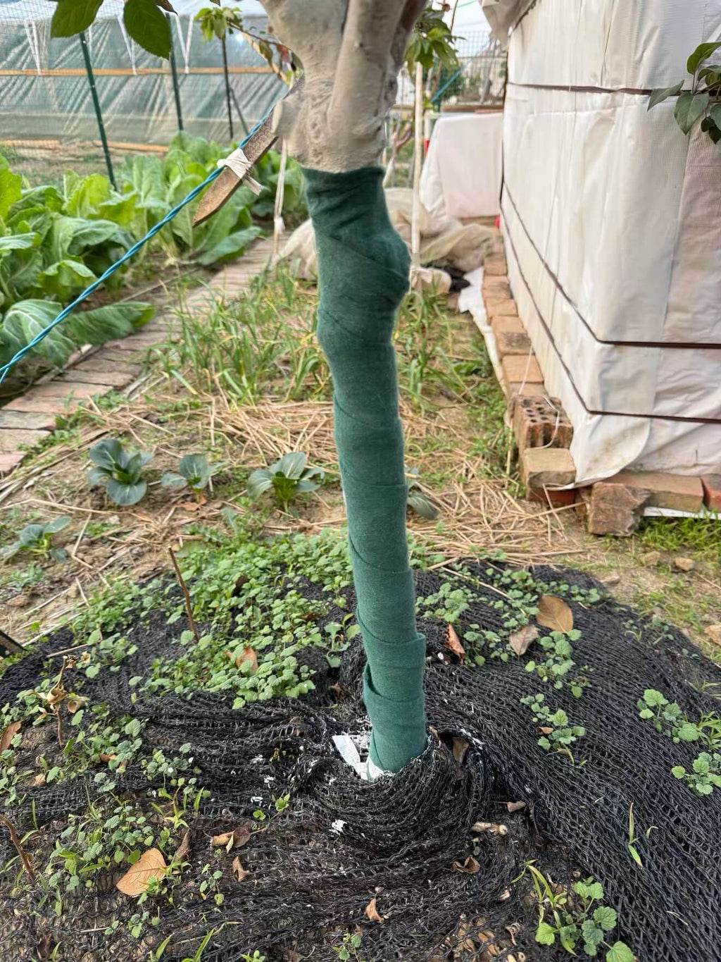 Breathable Tree Wrap for Winter – 3-Layer Trunk Protector | Cultiuana